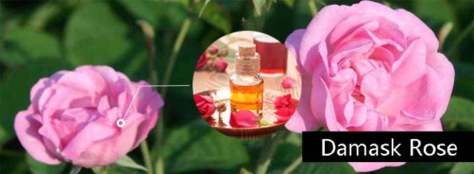 ¿Cómo hacer aceite esencial de rosa?